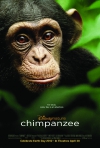 Chimpanzee