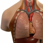 Aparatul respirator si fiziologia respiratiei