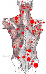 Articulatiile centurii scapulare