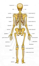 Articulatiile Corpului Omenesc | PDF