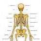 Articulatiile extrinseci ale coloanei