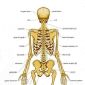 Articulatiile extrinseci ale coloanei