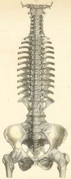 Articulatiile intrinseci ale coloanei