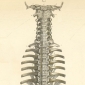 Articulatiile intrinseci ale coloanei