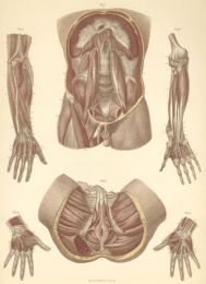 Articulatiile mainii