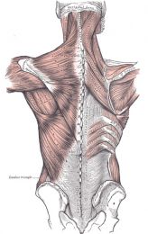 Bio-mecanica umarului scapulohumeral