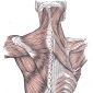 Bio-mecanica umarului scapulohumeral