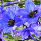 Comentariu- Floare Albastra