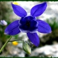 Comentariu - Floare albastra