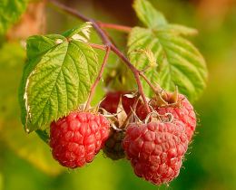 Conservarea fructelor