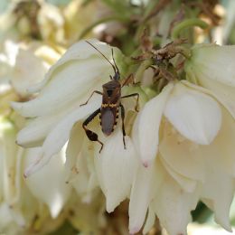 Cum scapam de insectele si sobolanii nedoriti din case si gospodarii