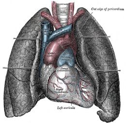 Despre alcatuirea plamanului