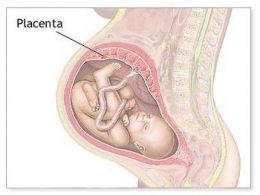 Despre placenta