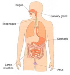Fiziologia respiratiei, digestiei, circulatiei si excretiei