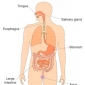 Fiziologia respiratiei, digestiei, circulatiei si excretiei