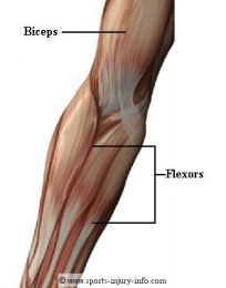 articulatia cotului muschi)