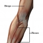 Muschii articulatiei cotului