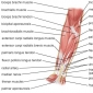 Muschii miscarilor de pronatie-supinatie