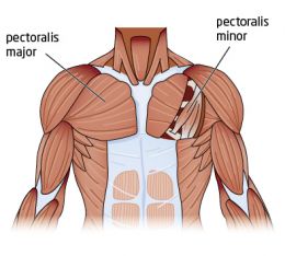 Muschii scapulari ai umarului scapulohumeral