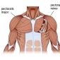 Muschii scapulari ai umarului scapulohumeral