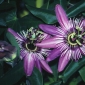 Passiflora