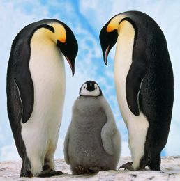 Pinguinii Imperiali
