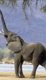 Referat - Elefanti