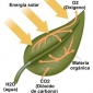 Referat - Fotosinteza
