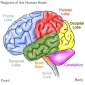 Referat - Modul in care functioneaza creierul