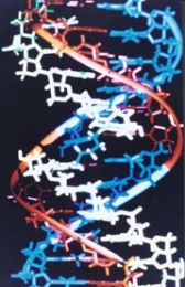 Referat : Structura macromoleculei de ADN