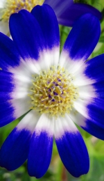 Rezumat Floare Albastra