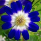 Rezumat Floare Albastra