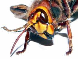 Rolul Insectelor in Prognoza Timpului