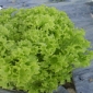 Salata verde