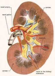 Teoria cristalizarii in litiaza urinara