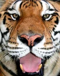 Tigrul Siberian - pe cale de disparitie
