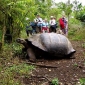 Insulele Galapagos, Insulele Broastelor Testoase