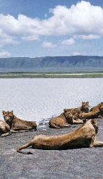 Ngorongoro, paradisul al faunei africane