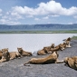 Ngorongoro, paradisul al faunei africane